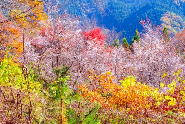 のどかな里山の風景に“冬桜”と紅葉が彩りを添えます(画像提供:tenjou / PIXTA)