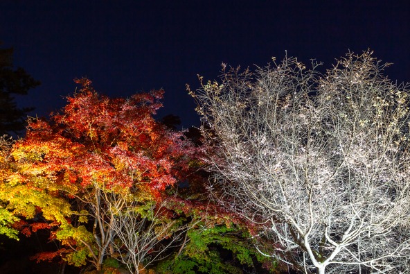 “冬桜”と紅葉のライトアップ(画像提供:Faula Photo Works / PIXTA)