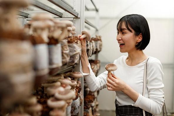 自分で美味しそうな生椎茸を選ぶ収穫体験