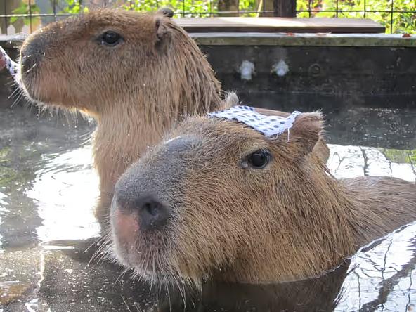 カピバラのお風呂(期間限定)