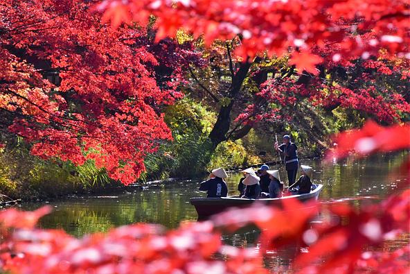 弘前公園中濠紅葉観光舟