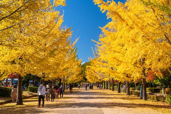 イチョウ並木がつくり出す黄金色のトンネルは圧巻!(画像提供:gonbe/PIXTA)