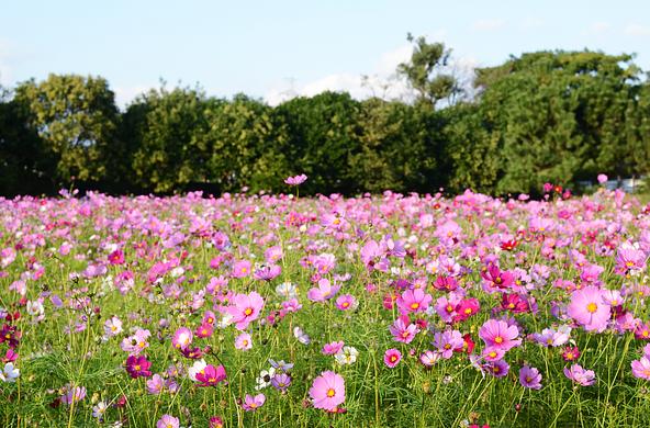 約550万本のコスモスが河川敷を色鮮やかに彩る秋の風景(画像提供:みきぷろ / PIXTA)