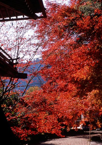 玉龍寺の境内に広がる、鮮やかな赤色のモミジ