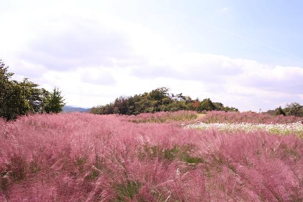 花笑みの丘に広がるミューレンベルギアの景観