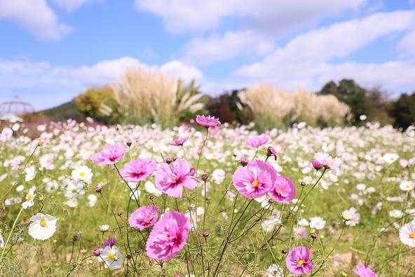 2026年10月17日に撮影された園内の花畑の様子