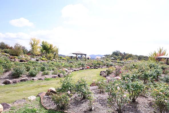 2026年10月17日に撮影された花畑の風景