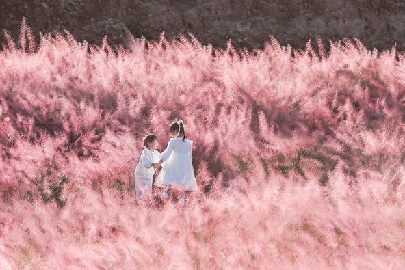 花笑みの丘フォトコンテストの告知画像