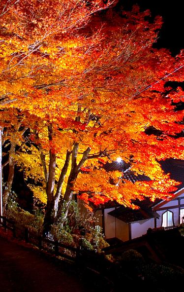 温泉寺の境内を鮮やかに照らす、赤やオレンジ色の紅葉