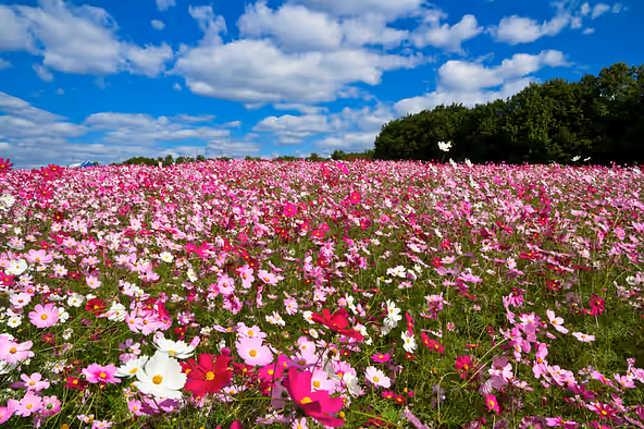 「花の丘」一面を色鮮やかに彩る約15万本のコスモス(画像提供:shimanto / PIXTA)