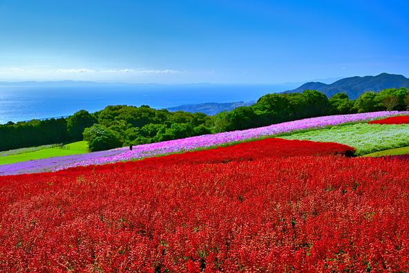 海が見える丘に咲く真っ赤なサルビア(画像提供:Mトニー / PIXTA)