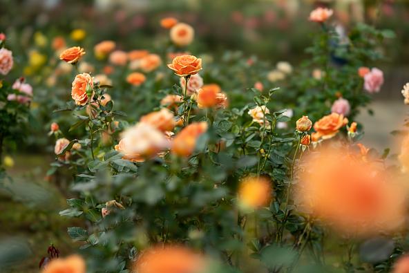「与野公園」の秋バラ、過去の開花時の様子(画像提供:toshi007 / PIXTA)