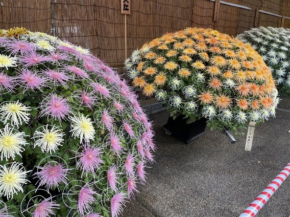 多数の花が1つの大きな花のように見える千輪咲