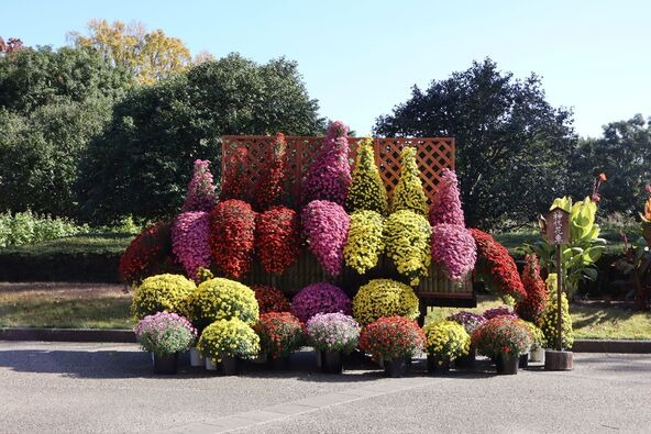 神代植物公園菊花大会(過去開催時の様子)