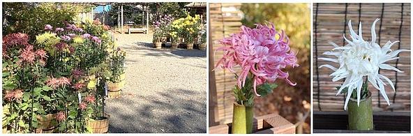 古典菊の展示(昨年の様子)