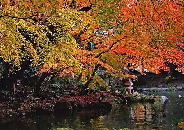 第27回成田山公園紅葉まつり