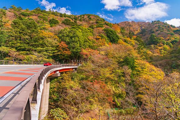 新天城トンネル付近の国道414号線を彩る紅葉(画像提供:Yoshitaka / PIXTA)
