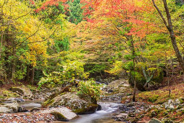 紅葉に彩られた滑沢渓谷を流れる清流(画像提供:Yoshitaka / PIXTA)