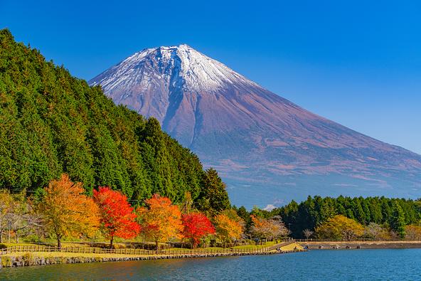 田貫湖の湖畔道路を鮮やかに彩るモミジの紅葉(画像提供:Yoshitaka / PIXTA)