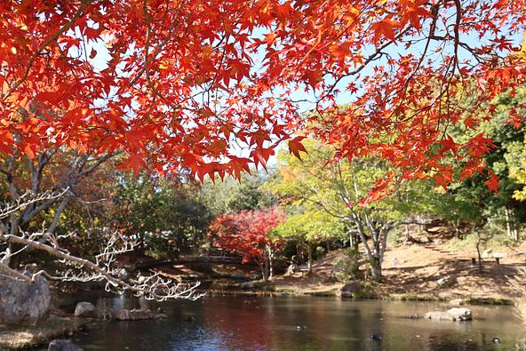 水辺を彩る紅葉(画像提供:浜松・浜名湖ツーリズムビューロー)