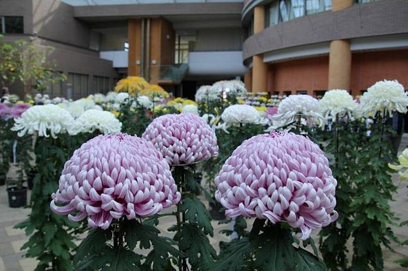 画像提供:坂東市