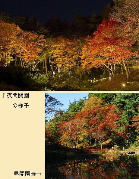 六甲高山植物園 夜間延長営業