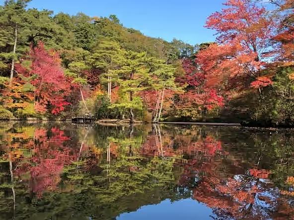 世界の木々の色づきを楽しめます