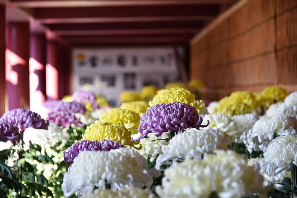 「笠間稲荷神社」境内の大菊(※イメージ)
