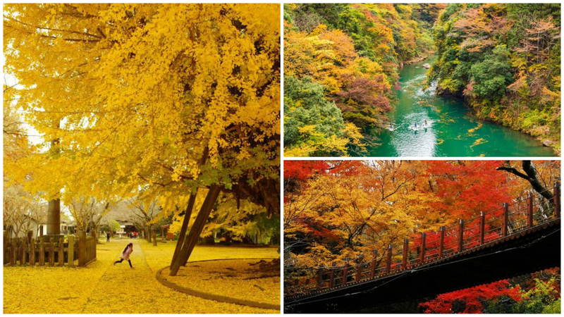 【2025】関東の紅葉名所20選!見頃やライトアップなどのイベントも紹介