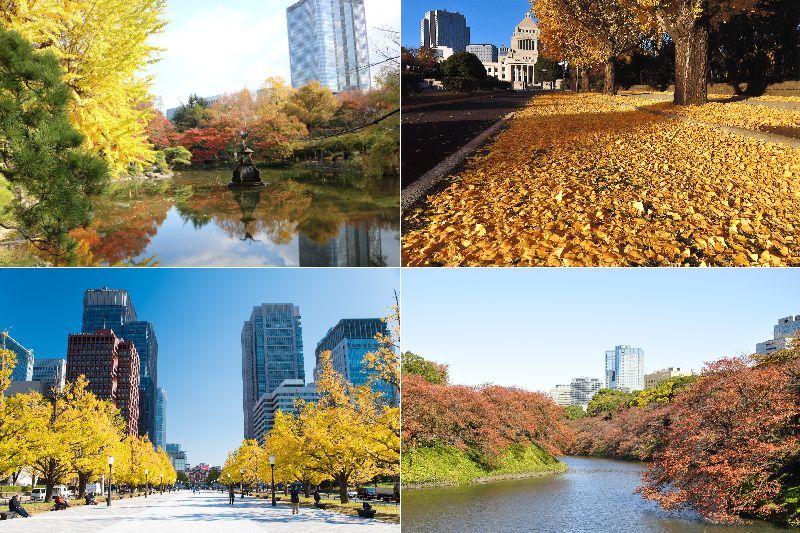 【2025】東京都心で秋を満喫!千代田区の紅葉名所6選|皇居や日比谷公園で秋さんぽ