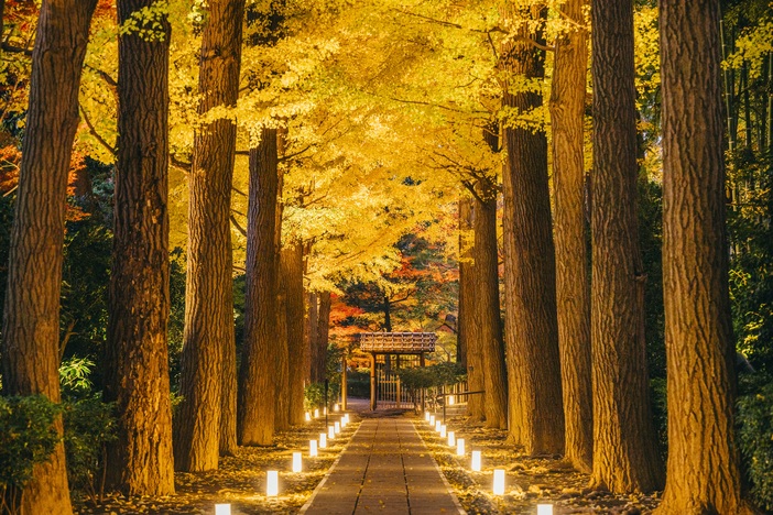 大田黒公園紅葉ライトアップ 2025