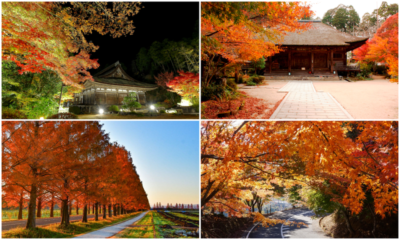 【2025滋賀】まだ間に合う&今が見頃のスポットも!紅葉名所&穴場12選 まつり・ライトアップなどの情報も