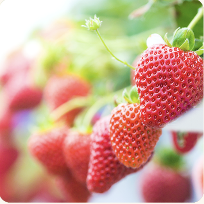 青蓮寺湖観光村 いちご狩り