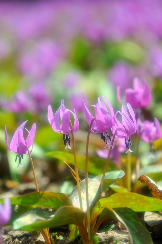 秋田・仙北市の里山に春の訪れを告げるカタクリの花