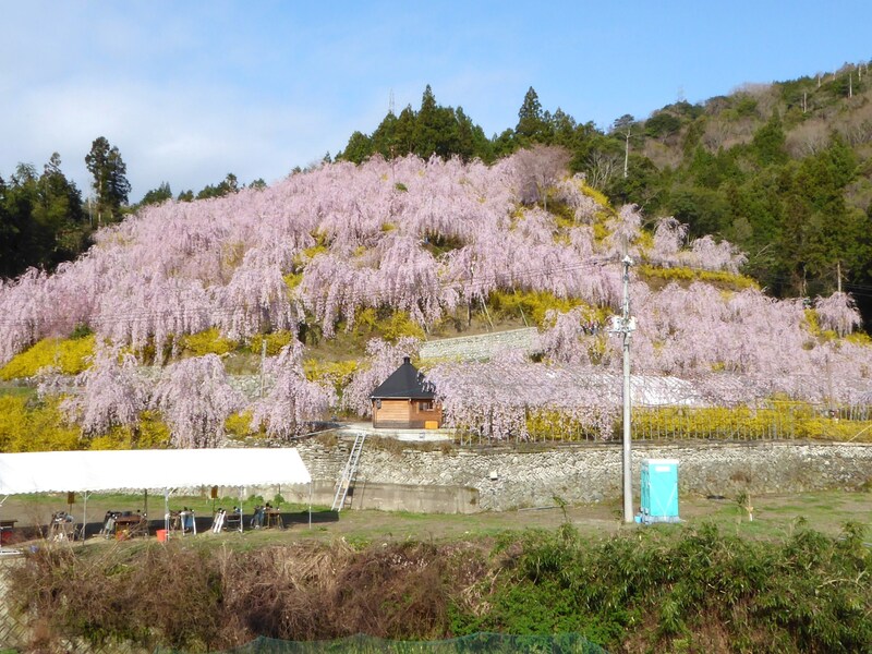 500本超のしだれ桜とレンギョウが織りなすピンクと黄色の絶景