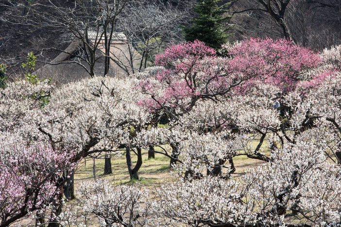 【2026最新】東京の梅の名所・穴場16選 江戸から続く梅園&絶景の梅林で梅まつりも