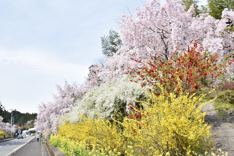 徳島県神山町で約7,000本の「神山しだれさくら」が織りなす桜並木