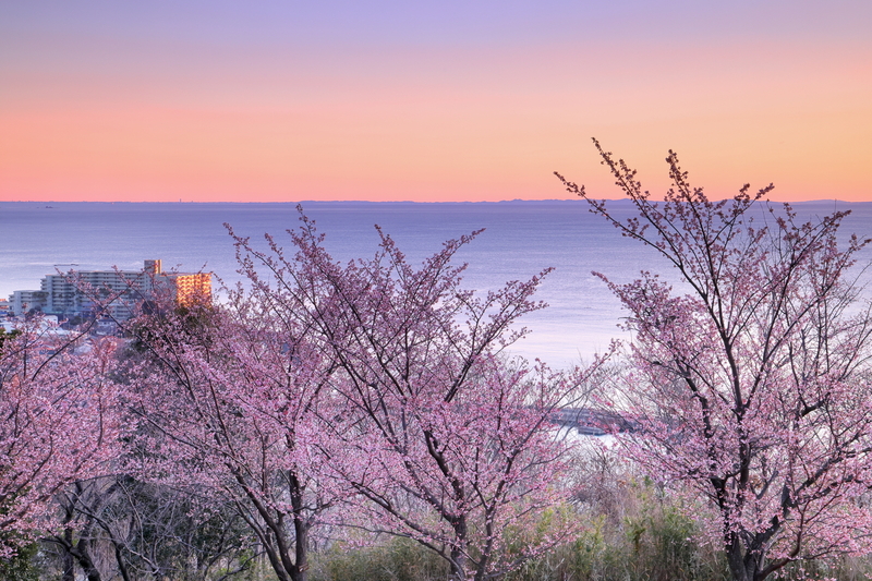 【2026】熱海市で今が見頃!「あたみ桜」の名所7選 海✕桜の絶景&桜まつりも開催