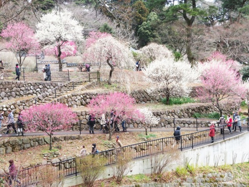 【2026最新】開花スタート!静岡の「梅の名所・梅園・梅林」7選! 伊豆・熱海・浜松の見頃&梅まつり情報も