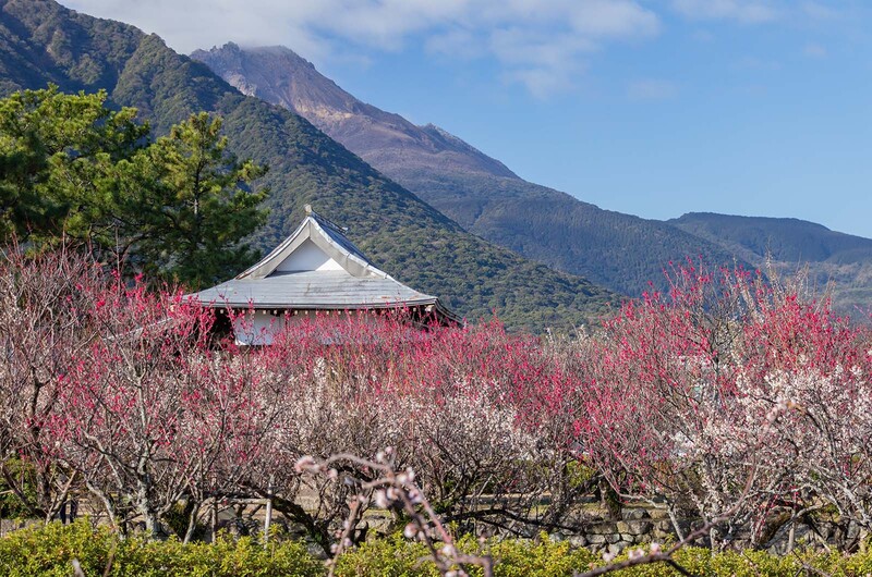 【九州】開花スタート!2026梅の絶景18選|6,500本が咲き誇る梅園や天然記念物の古木へ