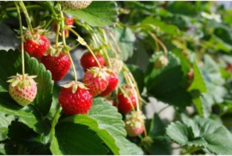 130年の伝統!静岡・久能山「石垣いちご狩り」解禁 完熟の3品種を食べ比べ&スイーツも!