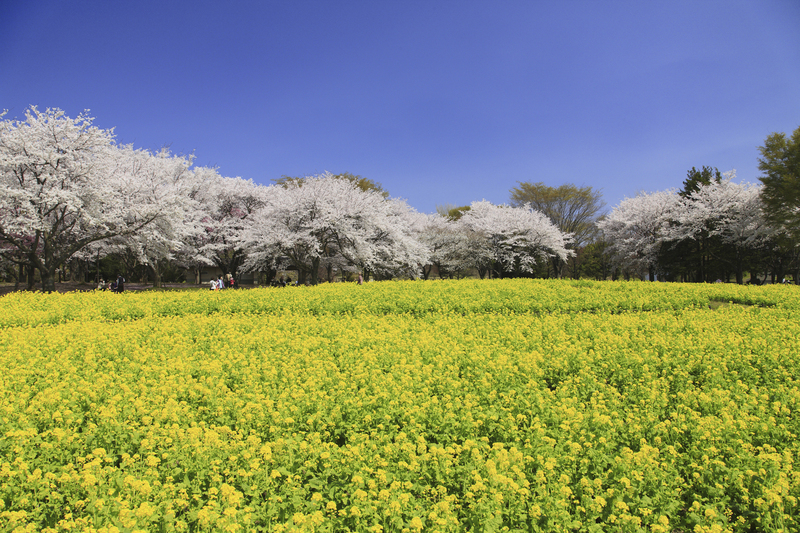 【2026最新】開花スタート!東京の「菜の花畑」7選|今が見頃のスポットや「菜の花まつり」情報も