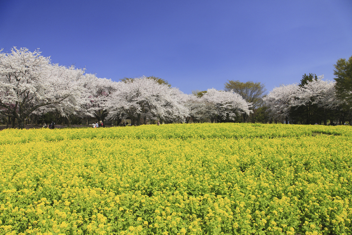 【2026最新】開花スタート!東京の「菜の花畑」7選|今が見頃のスポットや「菜の花まつり」情報も