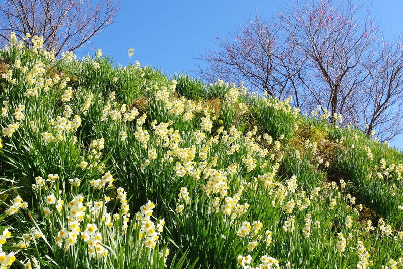 【2026】今が見頃!東京近郊の水仙名所&穴場11選 冬の週末&連休に親子で日帰り旅