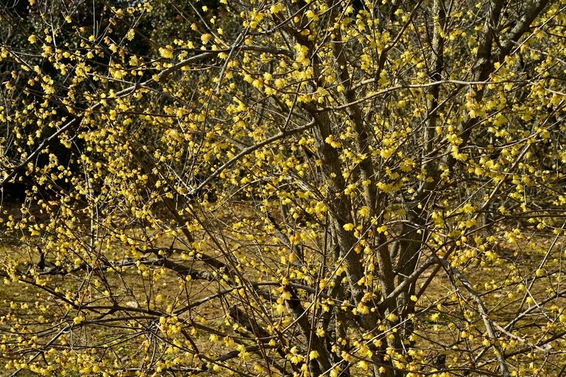 【2026関東】まだ間に合う&今が見頃も!「多品種が咲き競う」ロウバイ名所5選 真冬に咲く“黄色い妖精”