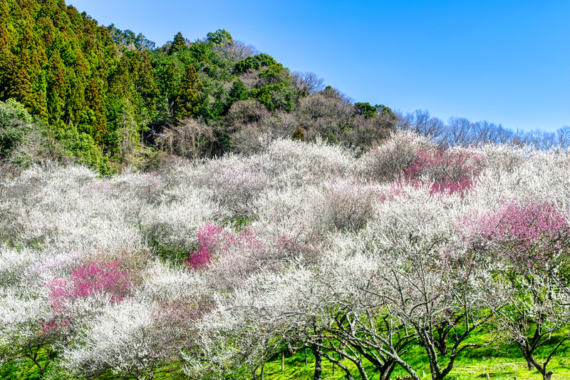 【2026】開催間近!東京のおすすめ梅まつり10選 絶景に感動!文化体験・グルメ満喫