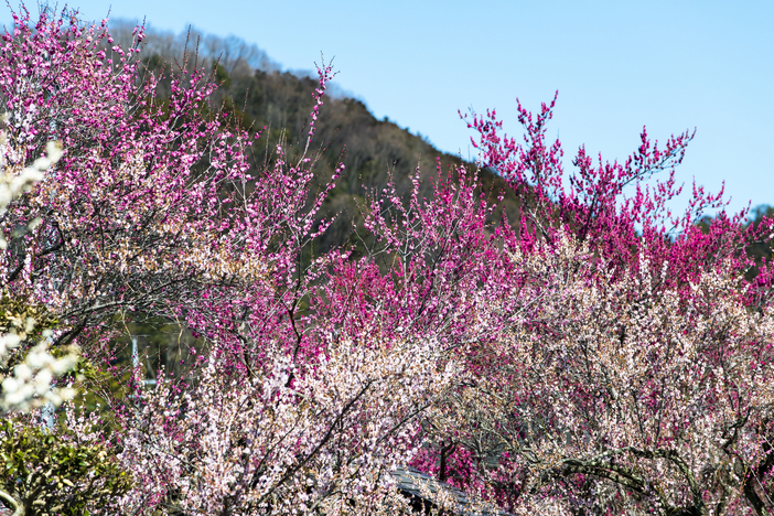 【2026】埼玉県のおすすめ梅まつり4選 絶景に感動!親子の見どころを紹介