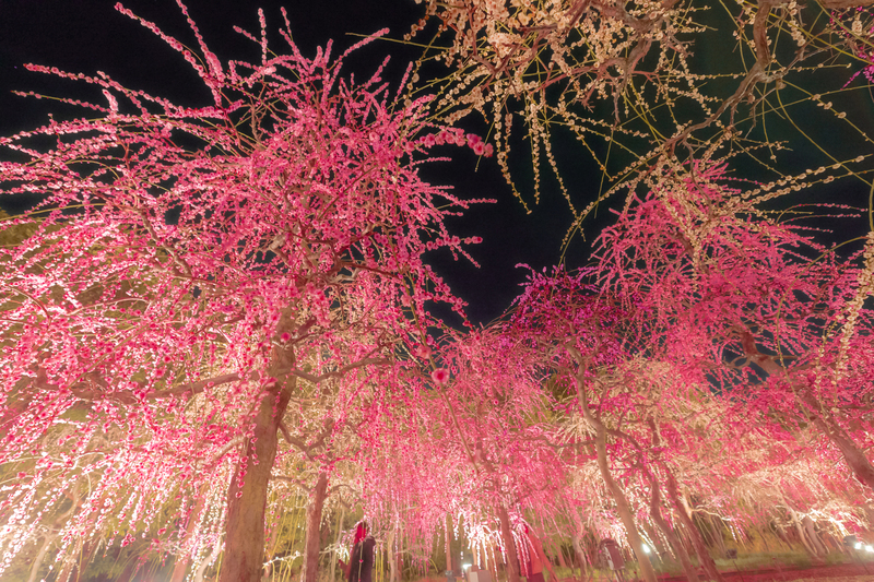 【2026】まもなく見頃!三重県のおすすめ梅まつり5選 親子向け催し&ライトアップ 早春の絶景を満喫