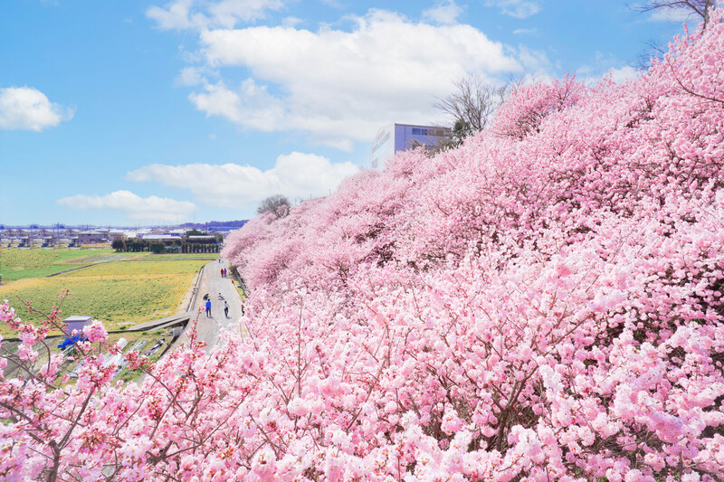 卒業を祝う桜「春めき」が見頃!2026南足柄市&周辺お花見名所6選
