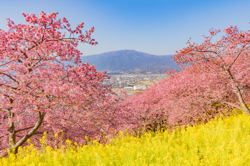 2026神奈川「河津桜✕菜の花」の絶景名所5選 見頃&イベント情報も